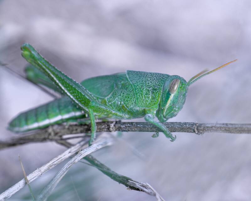 American Bird Grasshopper (1)