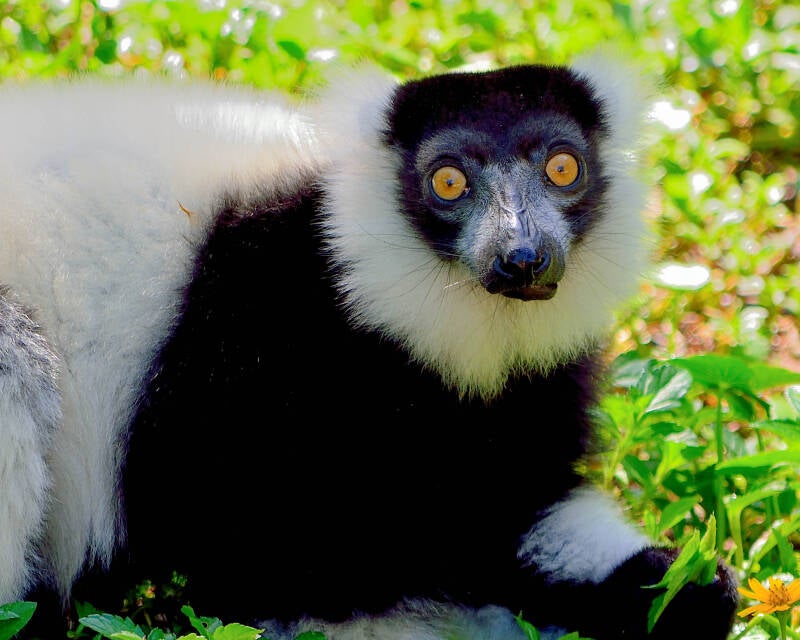 Black and White Ruffed Lemur (1)