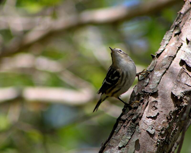 Black and White Warbler (1)