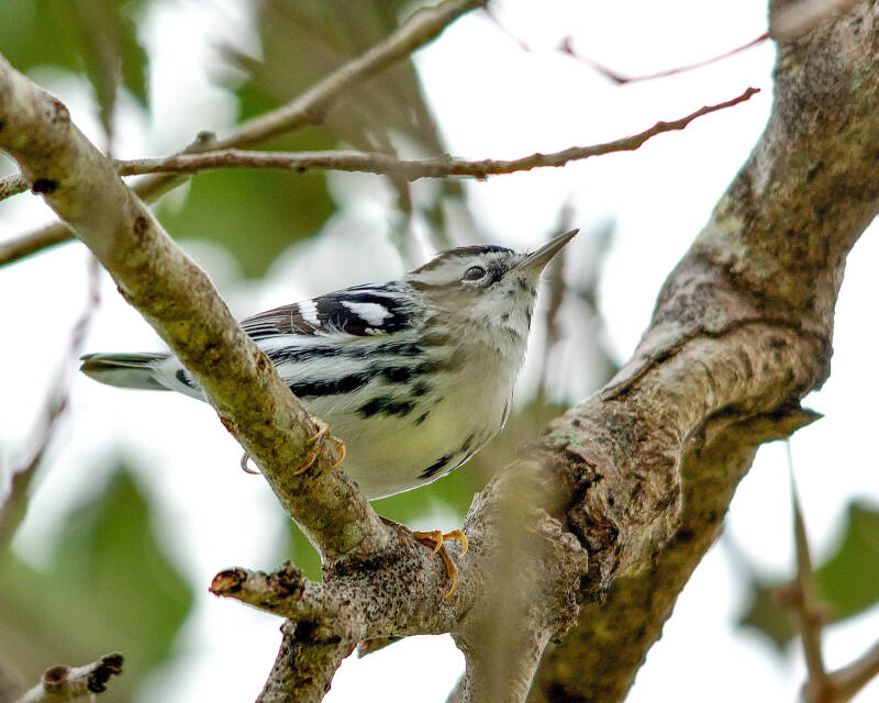 Black and White Warbler (2)