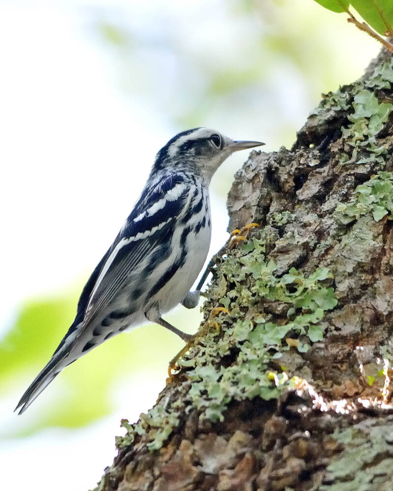 Black and White Warbler (3)