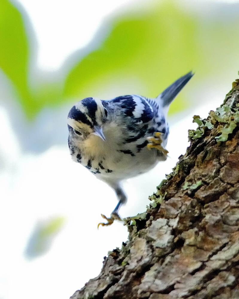 Black and White Warbler (4)