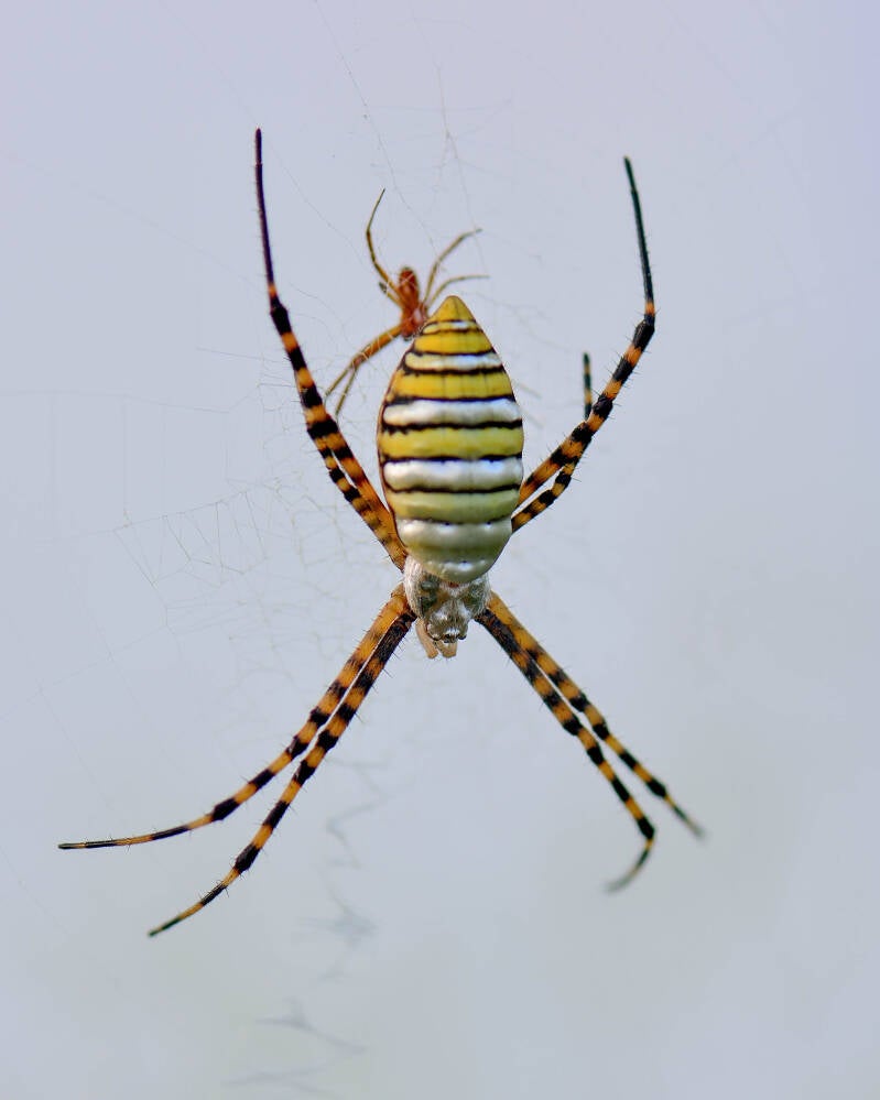 Black and Yellow Argiope (1)