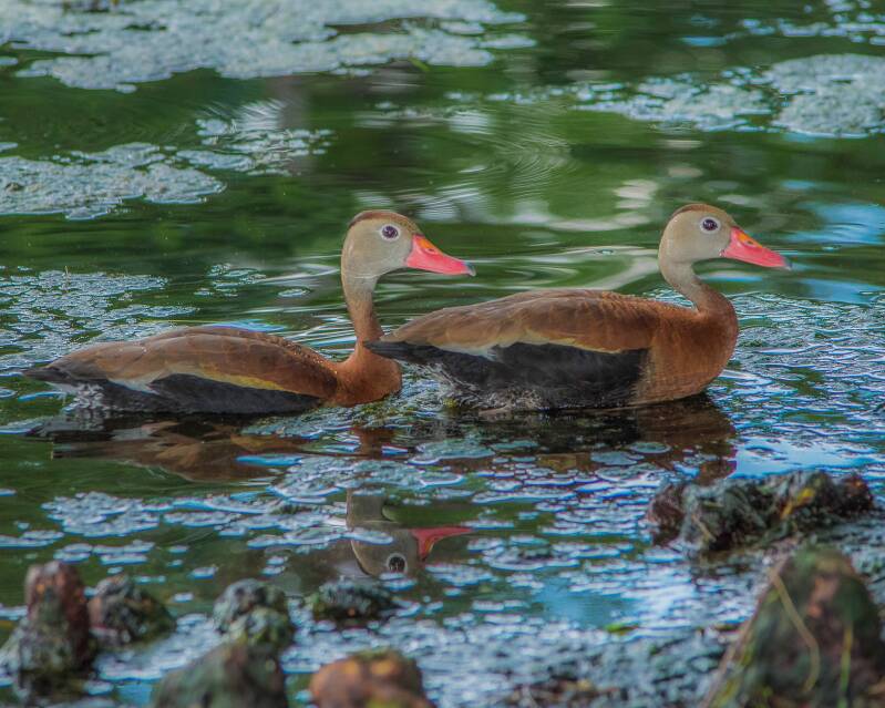 Black-Bellied Whistling Duck (1)