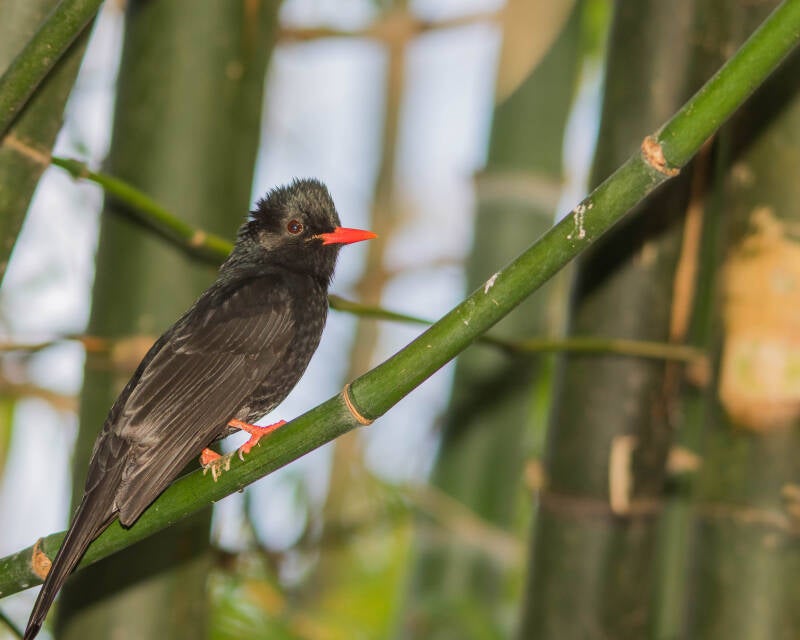 Black Bulbul (1)
