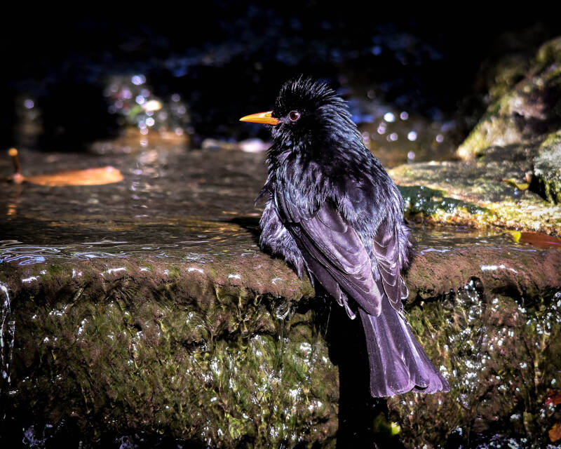 Black Bulbul (2)