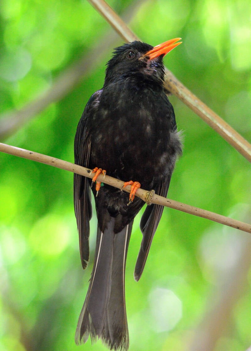 Black Bulbul (3)