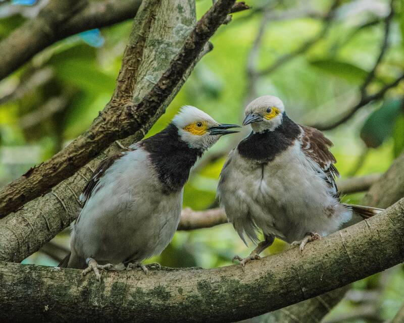 Black-Collared Starling (1)