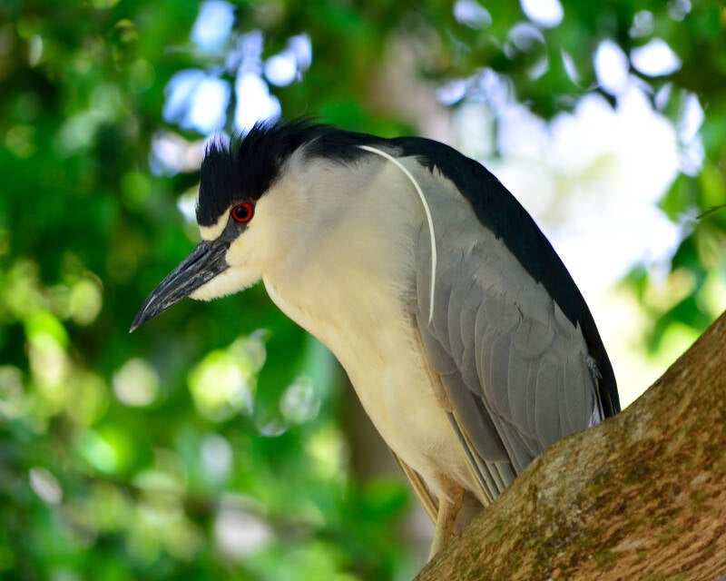Black-Crowned Night Heron (4)