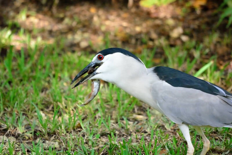 Black-Crowned Night Heron (5)