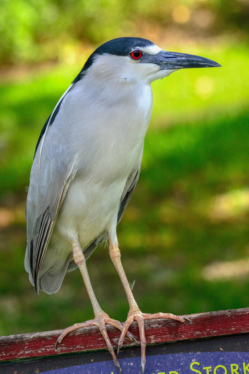 Black-Crowned Night Heron (3)