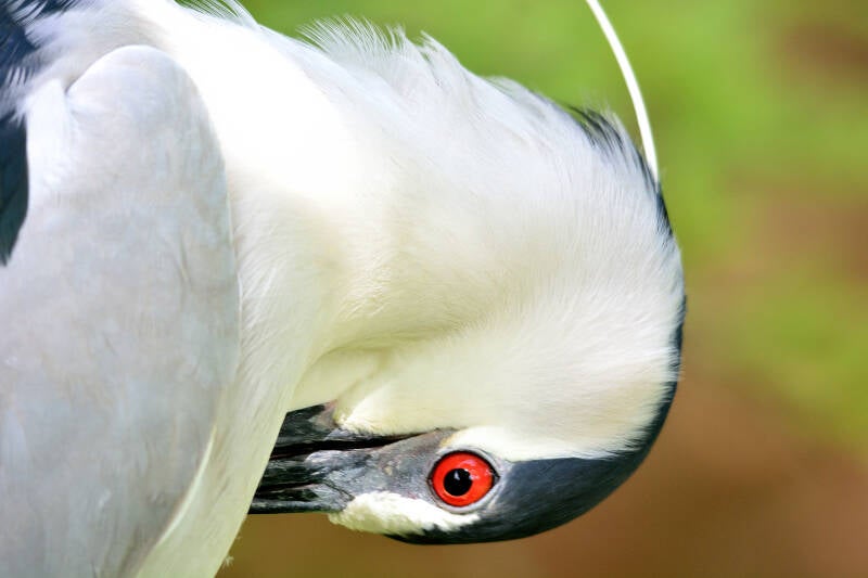 Black-Crowned Night Heron (6)