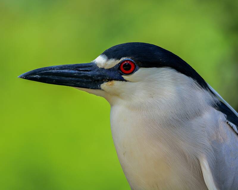 Black-Crowned Night Heron (2)