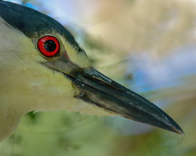 Black Crowned Night Heron (1)
