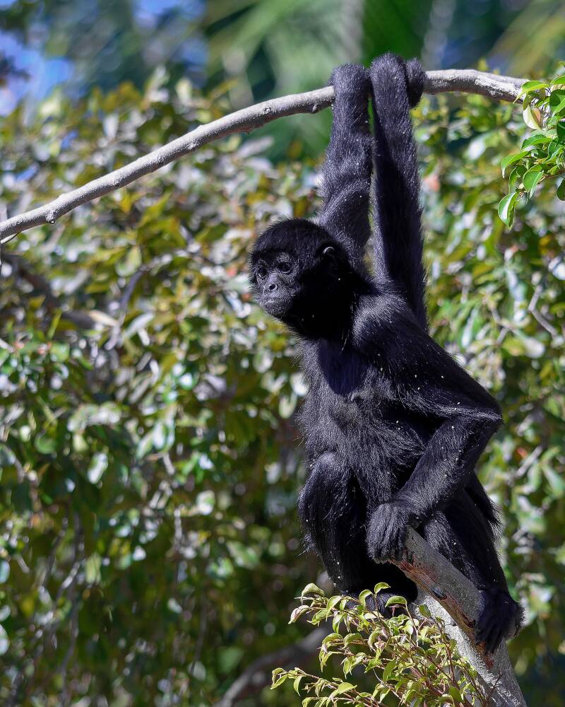 Black-Headed Spider Monkey (1)