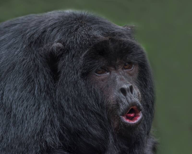 Black Howler Monkey (1) 