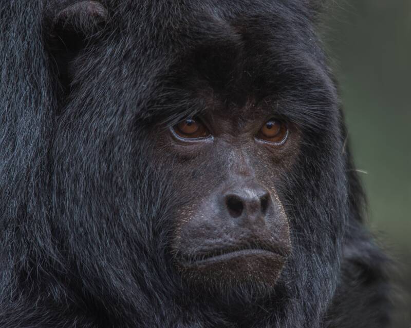 Black Howler Monkey (2) 