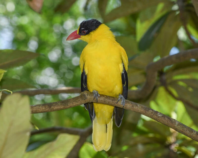 Black-Napped Oriole (1)