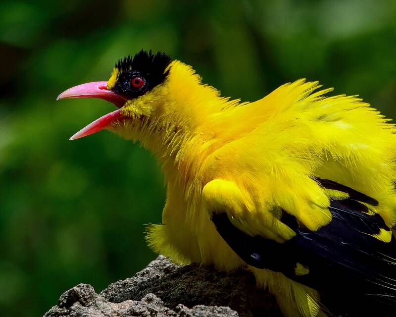 Black-Naped Oriole (1)