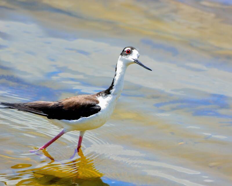 Black-Necked Stilt (1)