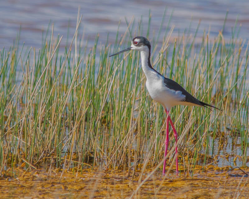 Black-Necked Stilt (3)