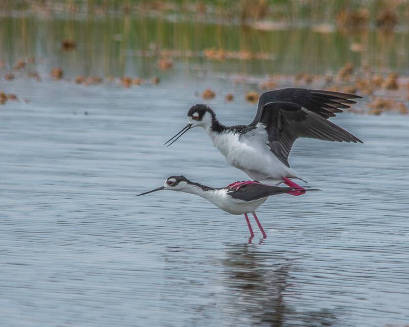 Black-Necked Stilt (2)