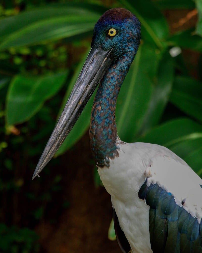 Black-Necked Stork (1)