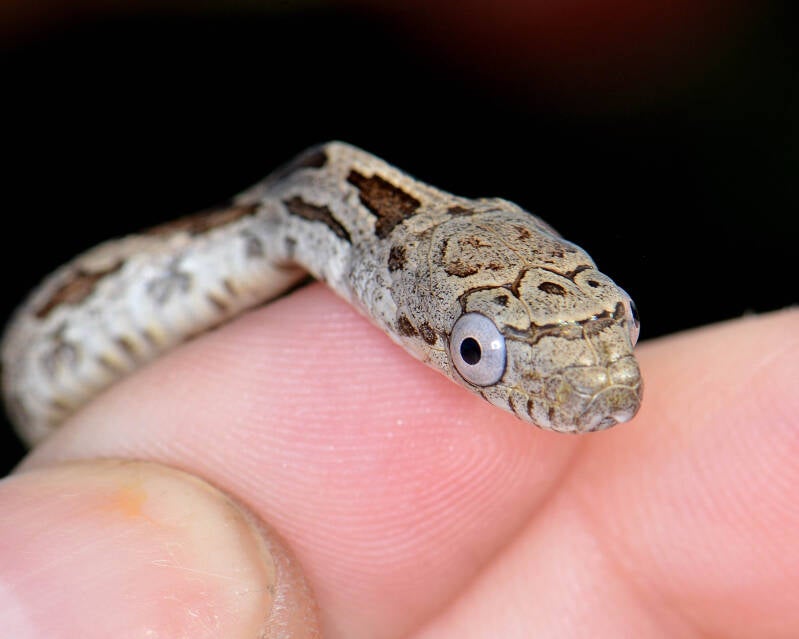 Eastern Ratsnake (1)