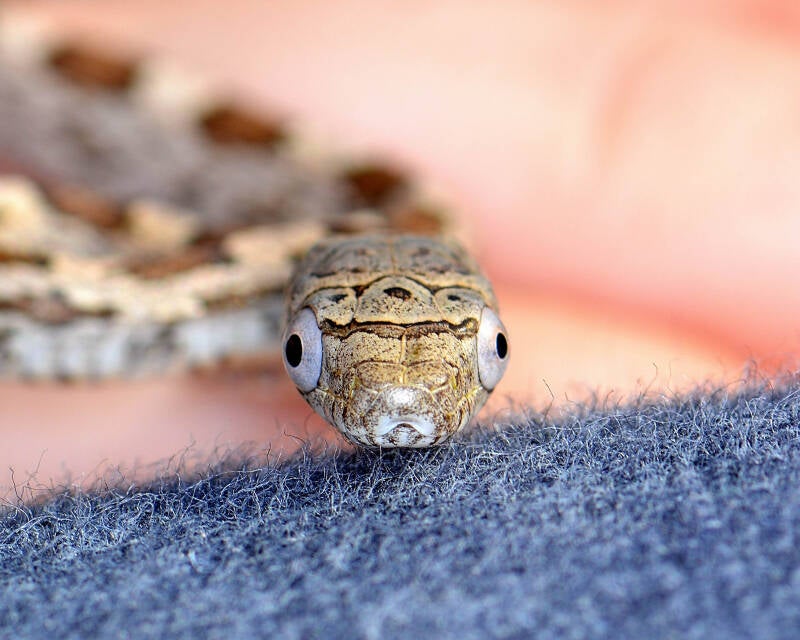 Eastern Ratsnake (2)