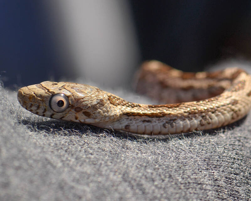 Eastern Ratsnake (3)