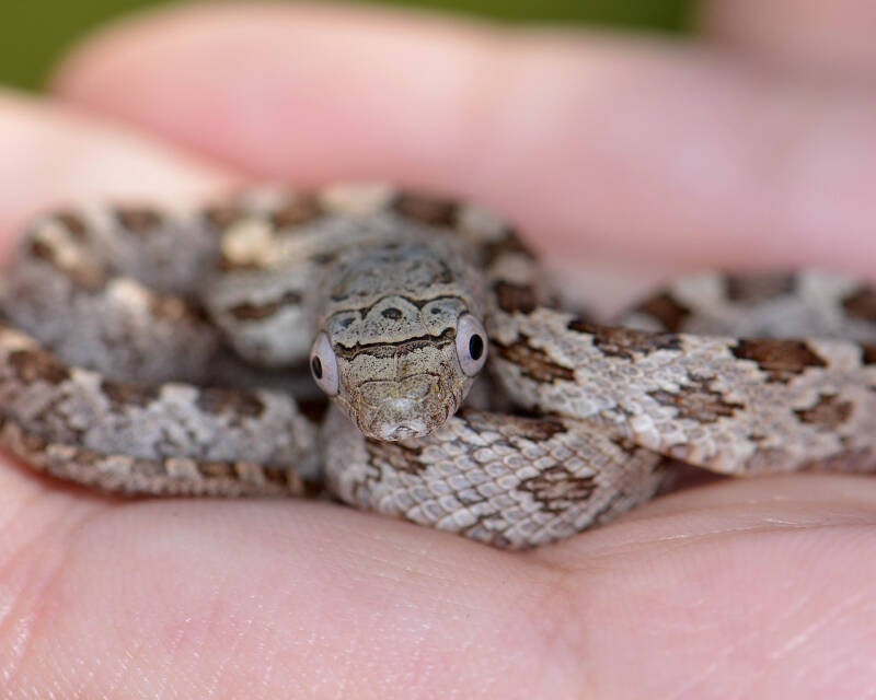 Eastern Ratsnake (4)