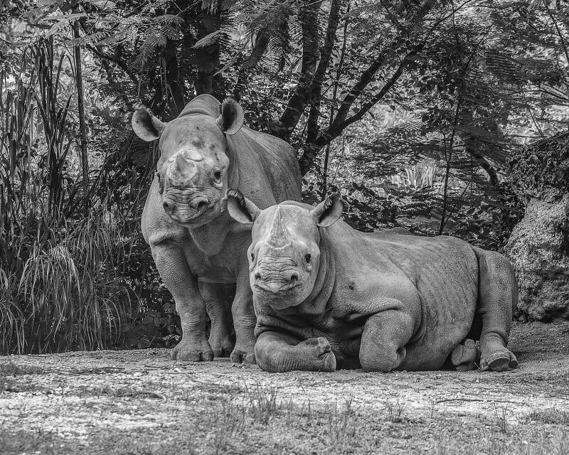 Black Rhino