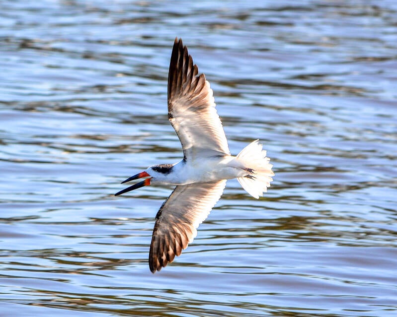 Black Skimmer (2)