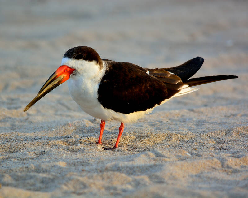 Black Skimmer (4)