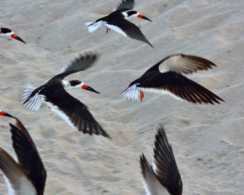 Black Skimmer (5)