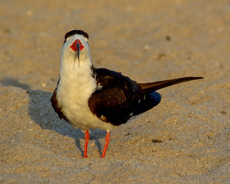 Black Skimmer (1)