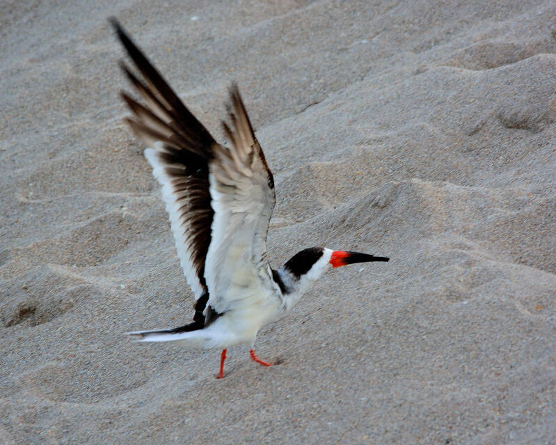 Black Skimmer (5)