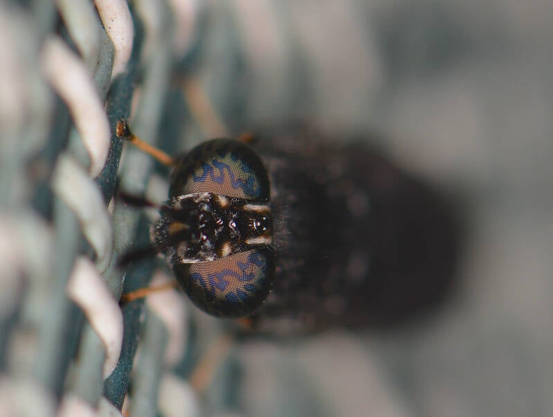 Black Soldier Fly (2)
