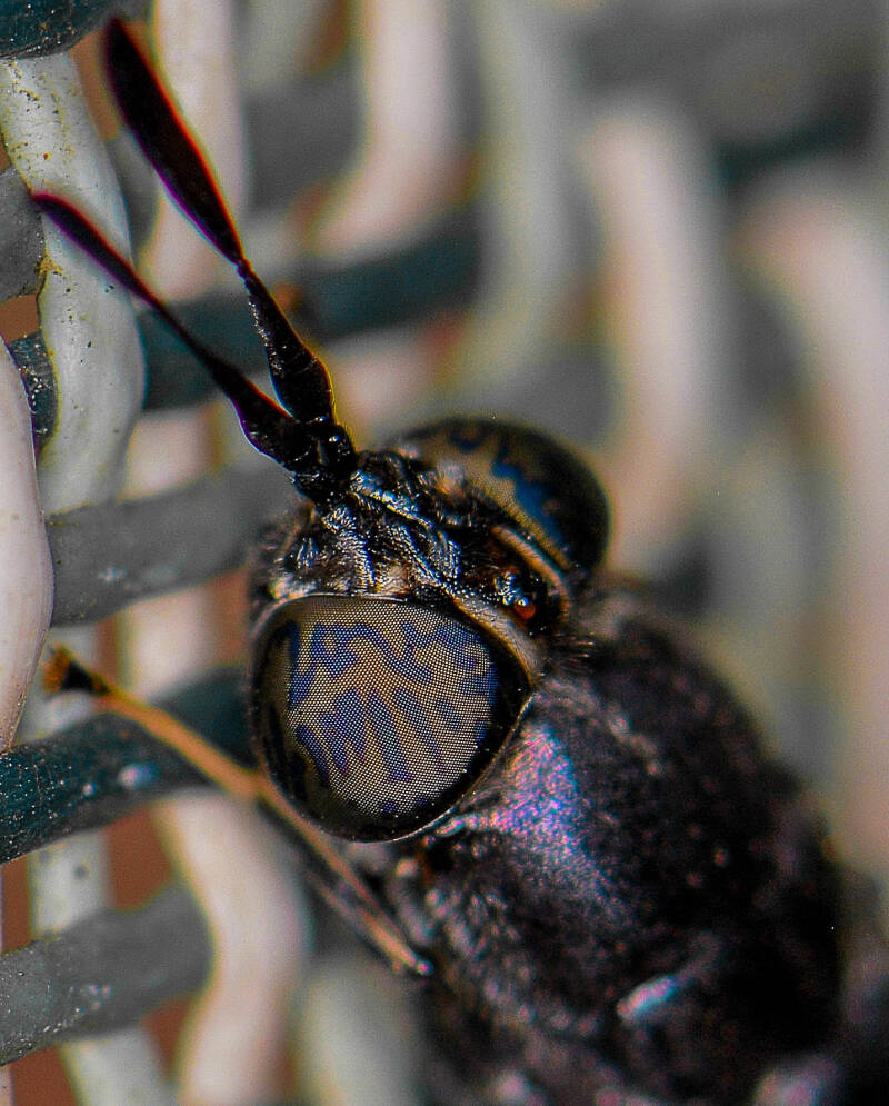 Black Soldier Fly (1)