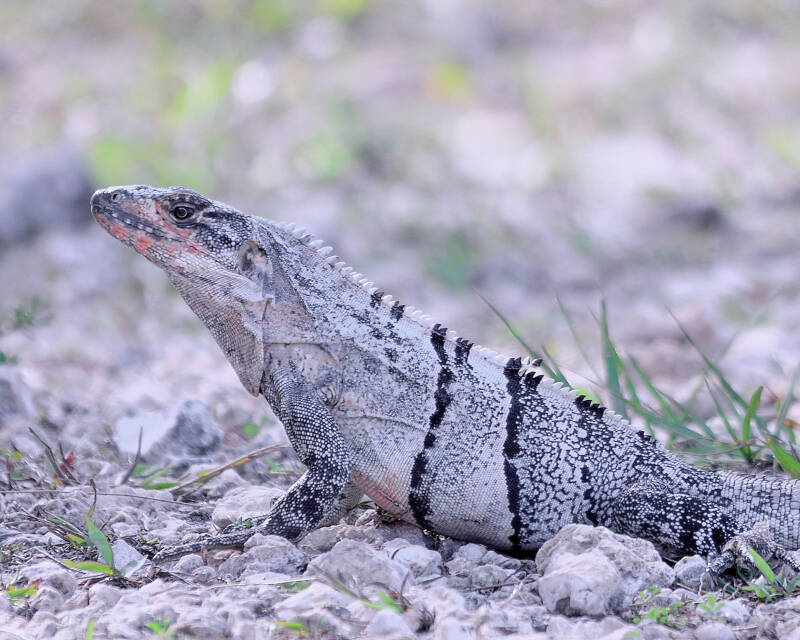 Black Spiny-Tailed Iguana (3)