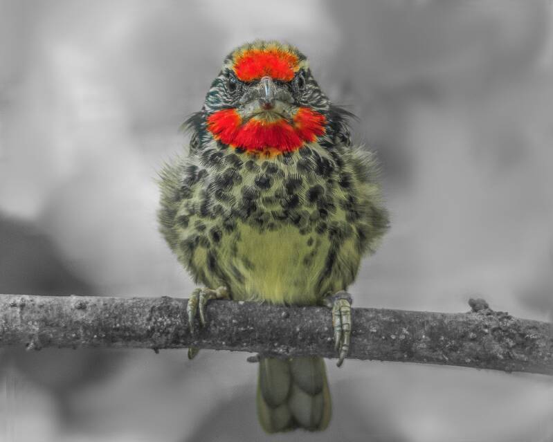 Black-Spotted Barbet (2)