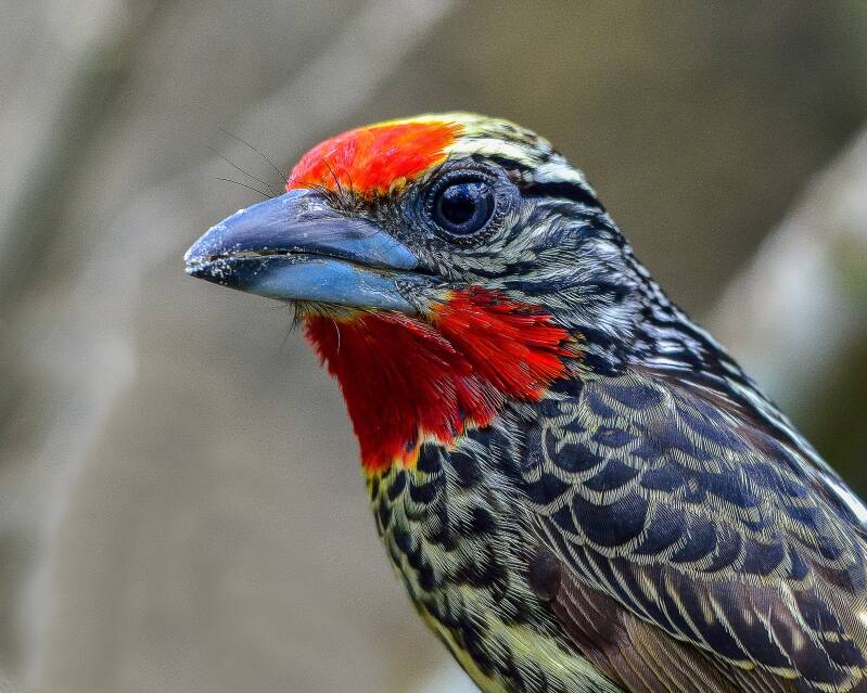 Black-Spotted Barbet (1)