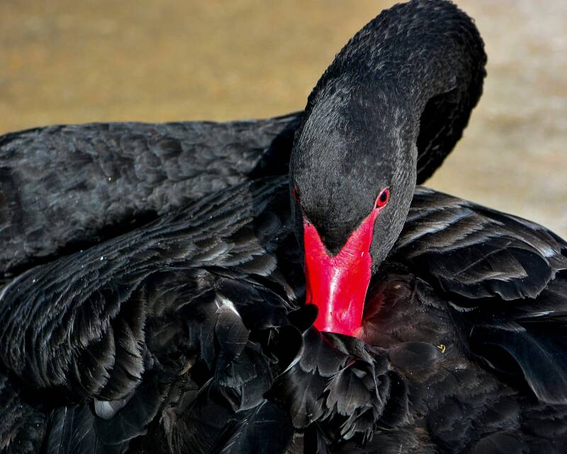 Black Swan (1)