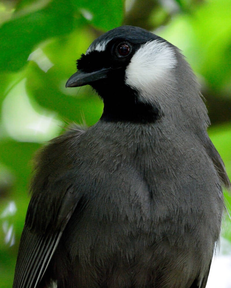 Black-Throated Laughing Thrush (2)