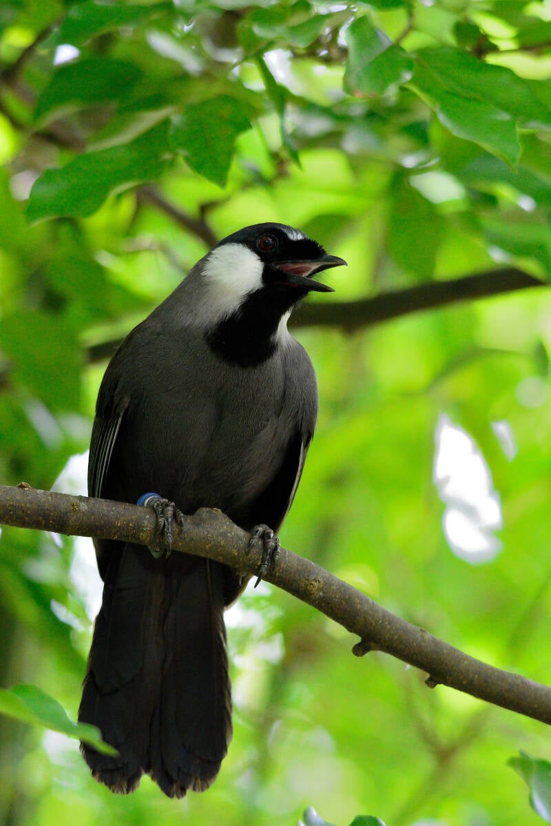 Black-Throated Laughing Thrush (1)
