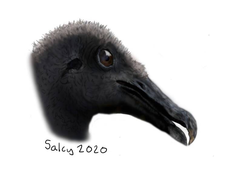 Black Vulture