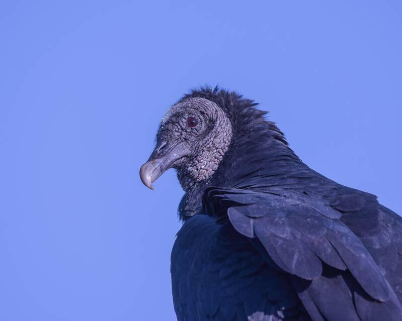 Black Vulture (1)