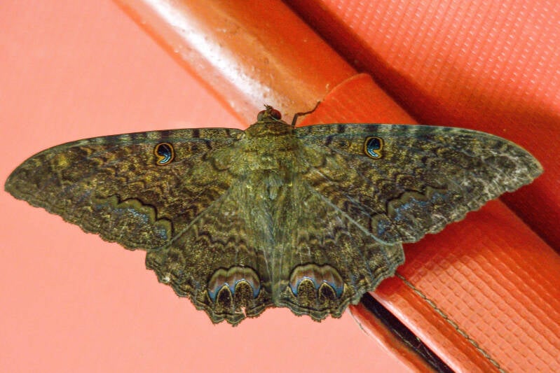 Black-Witch Moth (1)