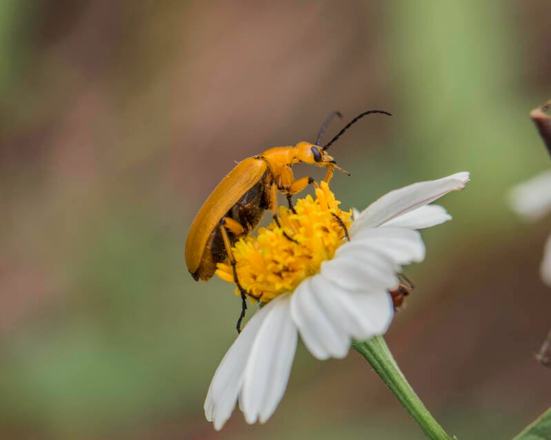 Blister Beetle (4)