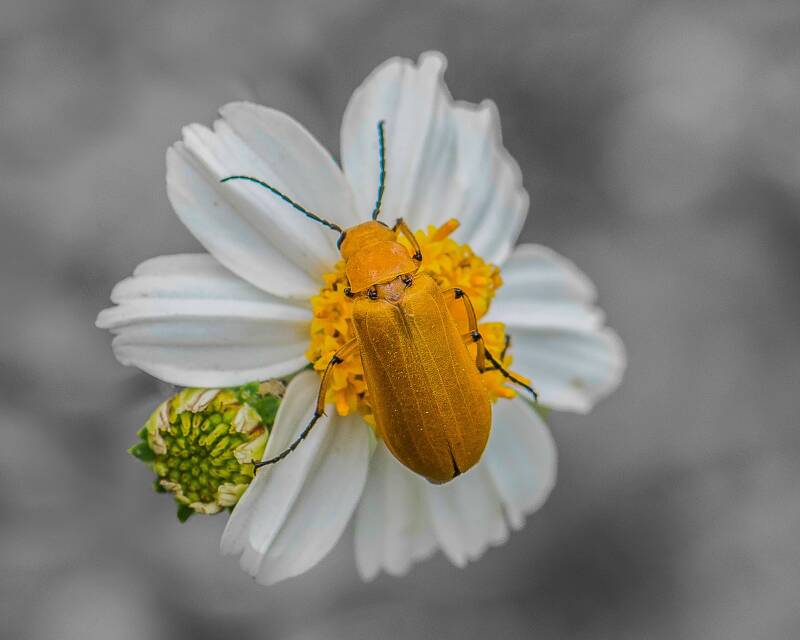 Blister Beetle (1)